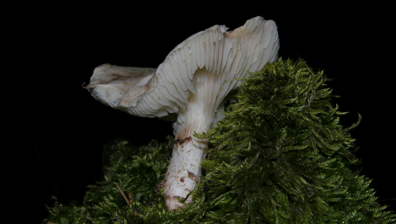 Eccoli i funghi.......